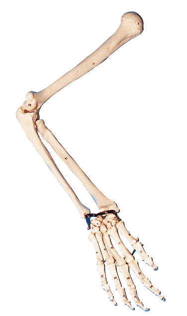 Lebensgroßes Anatomie-Arm-Modell/menschliches Anatomiemodell für Labortraining