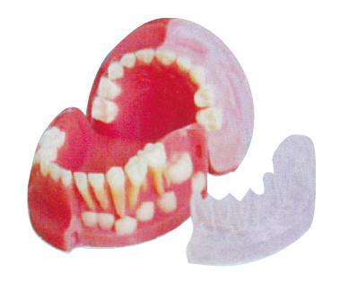 Dreijähriger Primär- und der bleibende Zähne wechselnder Zahn Modell/3d modellieren