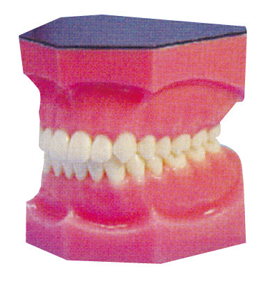 Verstärkte zahnmedizinische Zähne modellieren für Praktikum und die Medizinstudent-Ausbildung
