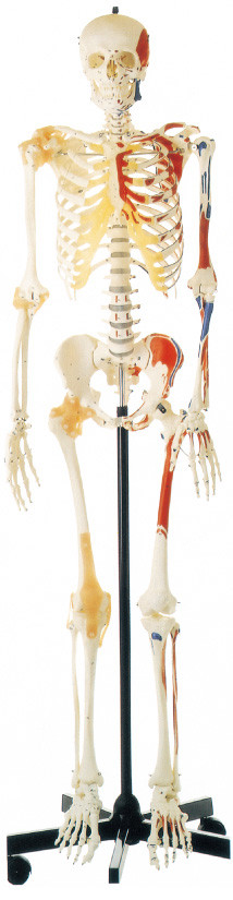 Promotion Menschliches Skelett mit einseitig bemalten Muskeln Menschliches Anatomiemodell