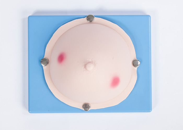 Frauen Milch-/Brust-Abszess-Prüfungs-gynäkologisches Simulator CER/SGS