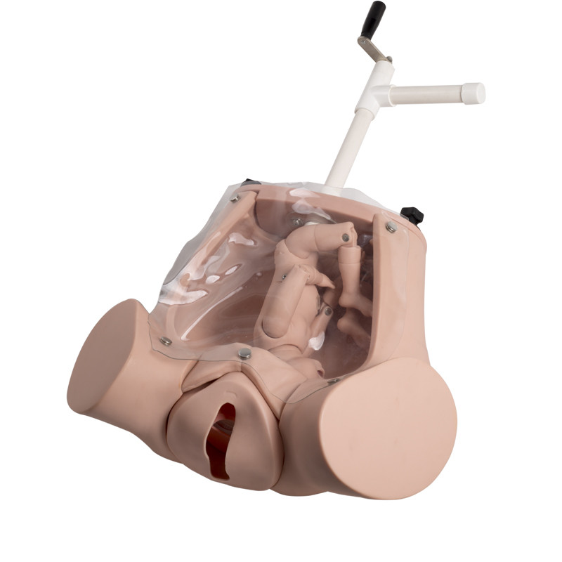 Medizinische Lieferungs-realistische Geburt-Simulator-Geburt-Ausbildungs-Modelle