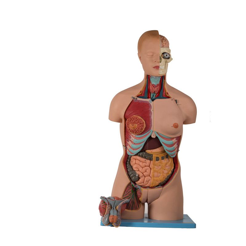 20 Torso PVCs menschlichen anatomischen Teile Modell-With Head Open
