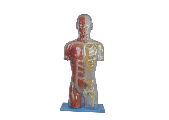 Transparente halbe Anatomie-Modell-School Training Skin-Farbe PVCs menschliche
