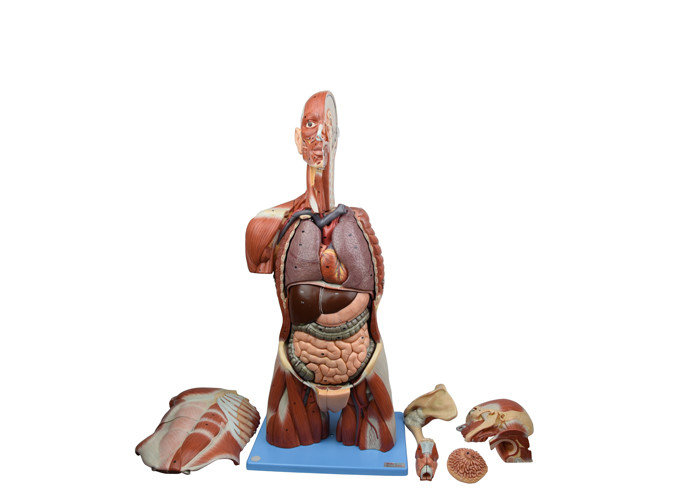 Sexueller Austausch-menschliches Anatomie-Modell Soem PVCs für Krankenhaus