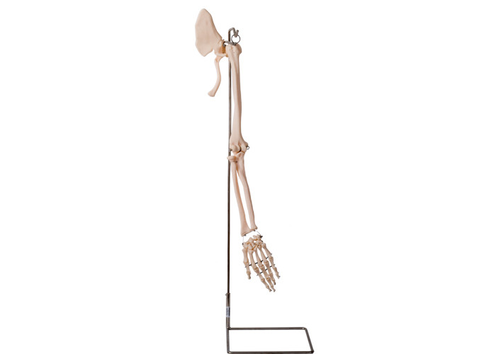 Realisctic-Arm-Teil-Kragen-Knochen-menschliche Anatomie-Modell ISO 45001