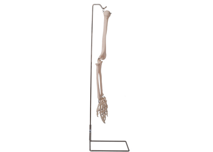 Anatomie-menschliches Arm-Knochen-Modell 3D ISO 9001 für anatomischen Unterricht