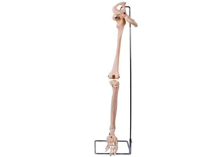 PVC 3D senken Glied-Hüften-Knochen-Modell For Medical Training