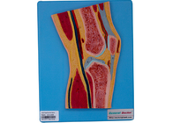 Kniegelenk-Abschnitt-menschliches Anatomie-Modell-For School Educations-Training