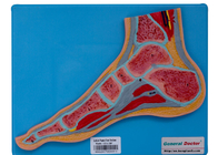 Fuß-Abschnitt-menschliches Anatomie-Modell-With Stand For-Schultraining
