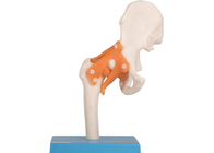Ausbildungs-Trainings-menschlicher Anatomie-Modell-Elbow Hip Knee-Fuß gemeinsam mit Ligament