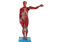Schweres und hohes männliches anatomisches Muskel-Modell PVC mit inneren Organen