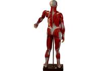 Ausbildung, die menschlichen Torso-Anatomie-Modell-With Internal Organs-offenen Rücken ausbildet
