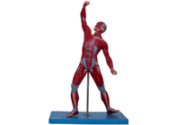 Trainings-Mann der Medizinischen Fakultät mischt Anatomie-Modell With Stand mit