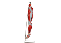 PVC-Muskel-Bein-Anatomie-Modell-With Main Vessels-Nerven für Training
