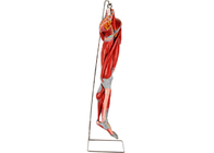PVC-Muskel-Bein-Anatomie-Modell-With Main Vessels-Nerven für Training