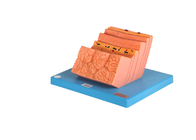 Krankenhaus-Training PVC-Magen-menschliches Anatomie-Modell With Layers Structure
