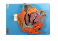 Mittleres pfeilförmiges menschliches Anatomie-Modell Nasal Cavity Section für vergrößertes Training