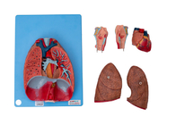 Kehlkopf-Herz-Lung Blood Vessels Human Anatomy-Modell For Training