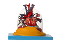 Transparenter Lung Human Anatomy Model Trachea und bronchialer Baum mit Herzen