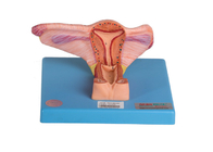 Weibliches inneres genitales Organ-Modell Shows Coronal Section des Eierstocks und des Ureter