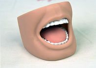 Zahnmedizinisches Krankenpflege-Männchen-erwachsenes Mund-Modell mit voller Zähne ISO 9001-2000