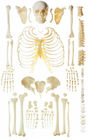 Zerstreutes menschliches skeleton Anatomiemodell des Knochens für Knochendemonstration