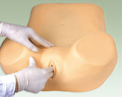 Weibliche medizinische Trainingsmännchen-/-gebärmutterhightechbeobachtung, Halsmodell