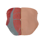 Haut-Farbgeschlechtsloser Torso-menschliches Anatomie-Modell With Inner Structures