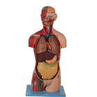 20 des geschlechtsloser Torso-anatomischen Teile Modell-With Inner Organs