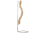 70cm vertebraler Skelett-Modell-With Stainless Steel-Halter