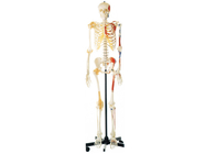 Anatomie, die PVC-Farben-Skelett mit den Muskeln und den Ligamenten ausbildet