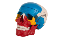 Blaue rote Farbe malte anatomischen Plastikschädel für Training der Medizinischen Fakultät