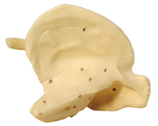 Menschliches anatomisches Modell des zeitlichen Knochens für Kurstraining der ersten Hilfe