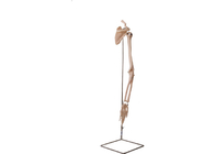 Realisctic-Arm-Teil-Kragen-Knochen-menschliche Anatomie-Modell ISO 45001