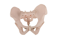 Weibliche Pelvis-menschliches anatomisches Modell-With PVC-Material ISO 14001