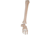 PVC-Metalldraht-Fuß-anatomische Modell-Training Tool ISO 45001