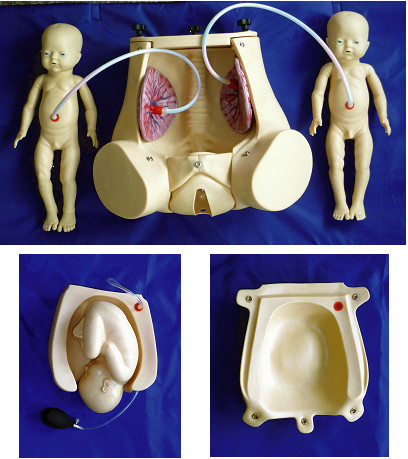 Simulator der natürlichen Geburt mit Fötusplazenta für Geburtshilfefähigkeitsdemonstration