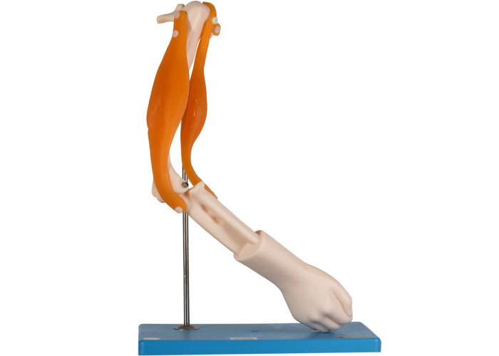 Funktionsmuskel-anatomisches Ellbogen-Gelenk-Modell For School Training