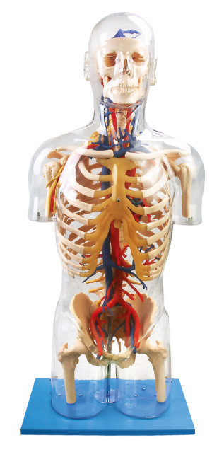 Neurale des internen Orang-Utane sichtbaren menschlichen Anatomie-Modells und Gefäßausbildungshauptsächlichpuppe