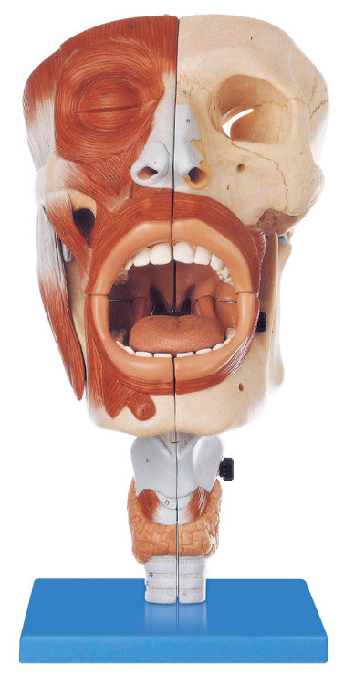 Das umweltfreundliche menschliche nasale Anatomie-Modell PVCs, Mund-Position 113 zeigte Trainingsmodell an