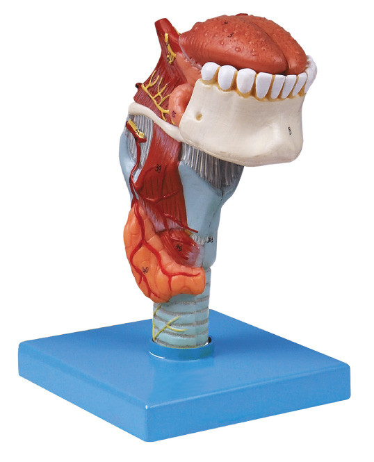 Modell-Kehlkopf Anatomie ISO-Manufaktur menschlicher mit toungue, Zahnmenschenmodell