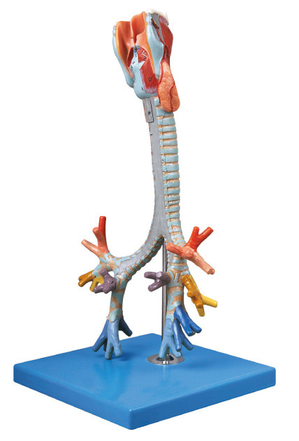 CER genehmigte Qualität menschliche Anatomie-Modell-Trachea, bronchiale Trainingspuppe
