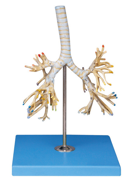 Dispalyed bronchiale Positionen des Baums 50 des modernen menschlichen Anatomie-Modells PVCs für Colleage-Training