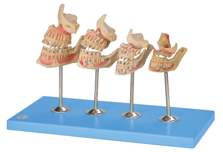 Entwicklungs-menschliches Zahn-Modell für Krankenhäuser, Schulen, College-Ausbildung