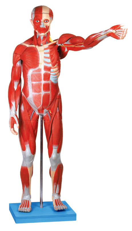Männliches anatomisches Muskelmodell/menschliches Anatomie-Modell mit inneren Organen 27 zerteilt