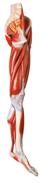 10 Teile Muskeln der Bein-menschlichen Anatomie modellieren mit Hauptschiffen und den Nerven