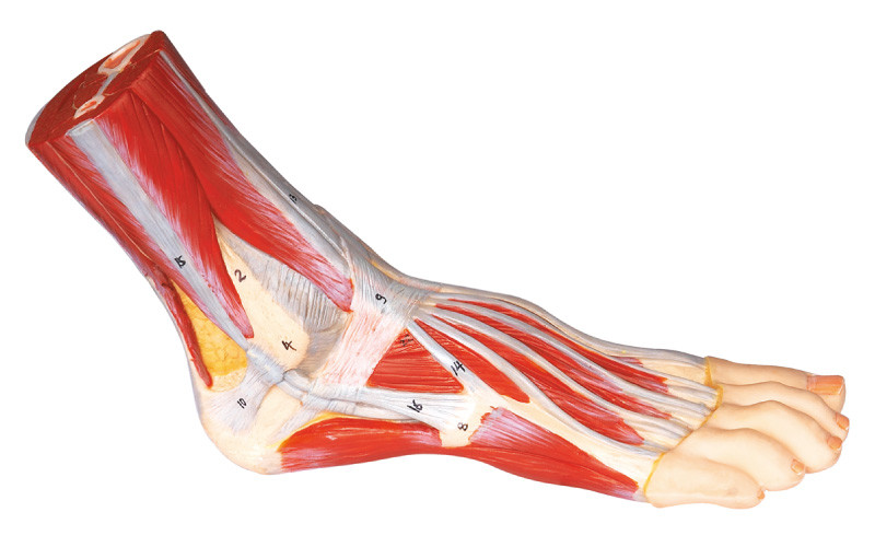 Menschliche vorbildliche handgemalte Farbe der Fuß-Anatomie für medizinisches Training