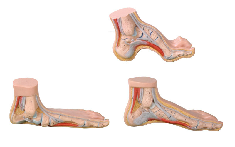Normales, flaches, gewölbtes Fuß des menschlichen lebensgroßes medizinisches Werkzeug Anatomie-Modells