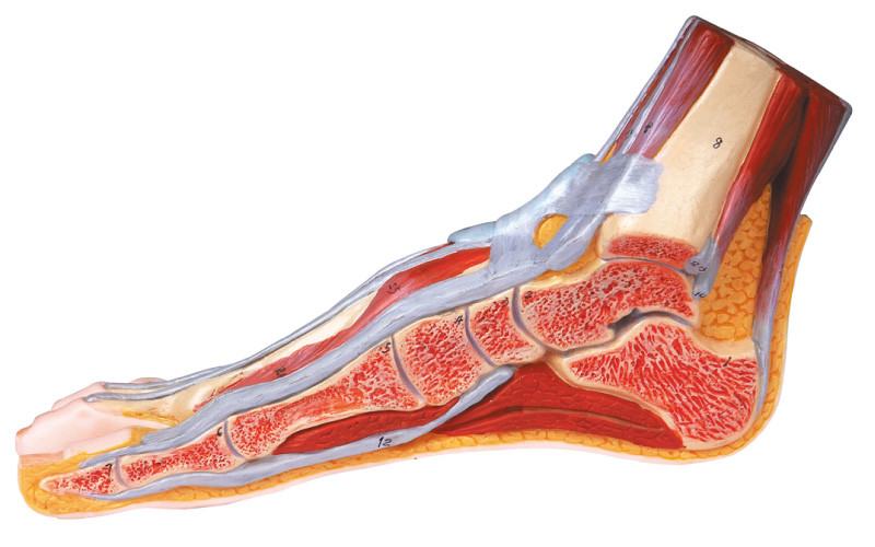 Mittlerer Sagitalschnitt Fuß-des menschlichen Anatomie-Modells mit der Zahl markiert